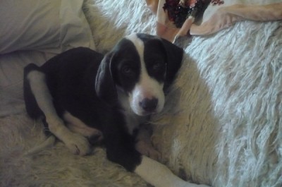 baby coco