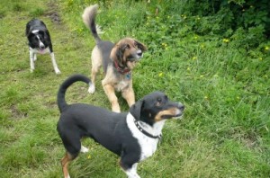 coco's pack